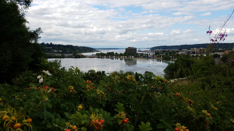 Scenic view of Brier, WA with a mix of commercial and residential buildings along the shoreline. In the foreground, vibrant green foliage and wild rose hips frame the scene, while the background shows a tree-lined horizon under a partly cloudy sky.